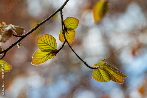 New leaves on the branches of a tree.