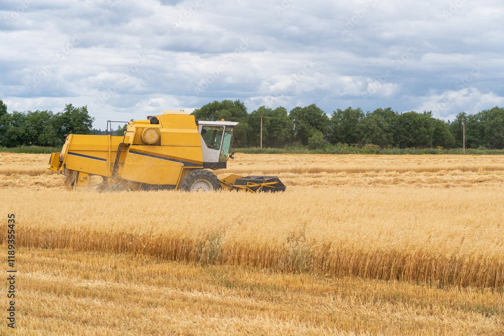 Fototapeta premium Yellow agricultural combine harvesting a field of ripe oats in autumn. Green trees and sky with textured clouds are visible. Background. Landscape.