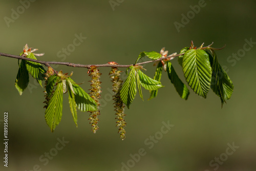 New leaves on the branches of a tree.
