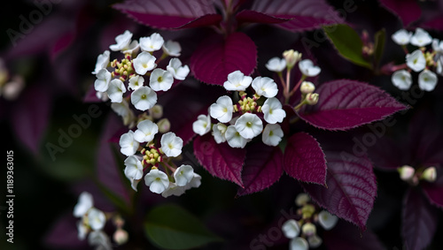 Close-up of white flowers Physocarpus opulifolius diabolo or Ninebark with purple leaves on dark background. Flower landscape, fresh wallpaper with copy space photo