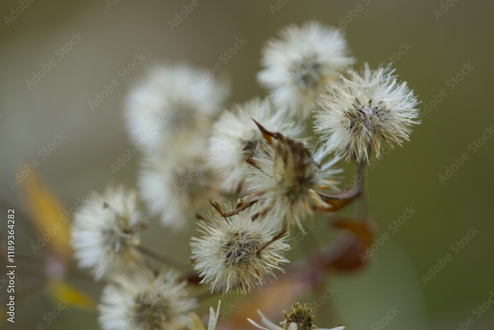 fluffy dried flowers, white and wilted, autumn atmosphere in nature with wilted plants, autumn flowers in the garden, withered flowers in autumn, wilted flowers fluffy dried flowers, white and wilted, autumn atmosphere in nature with wilted plants, autumn flowers in the garden, withered flowers in autumn, wilted flowers
