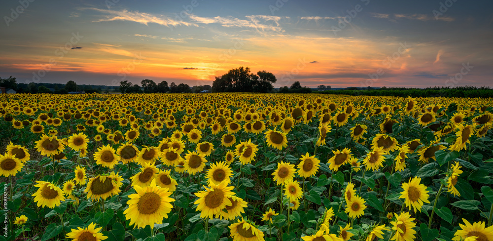 Obraz premium Beautiful sunset over sunflowers field