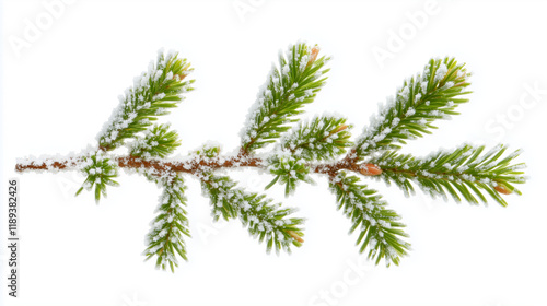 Close-up of a Spruce tree branch lying on the snow