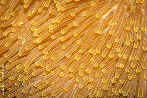 Photography Anemone, Mabul island, Malaysia