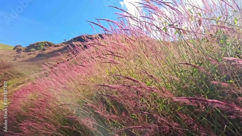 Melinis Minutiflora or Capin Melao swaying gently in the breeze against a background of rolling hills under a clear blue sky. Colonia Tovar, Venezuela. photo