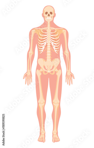 Detailed human anatomy skeleton illustration showing bones and structure of the body