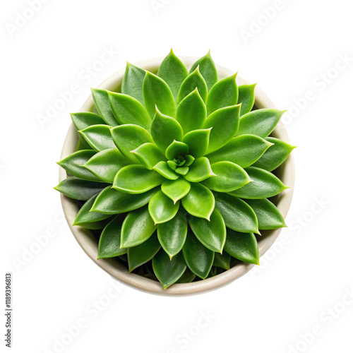 Top-down shot of a plant isolated on transparent background  
