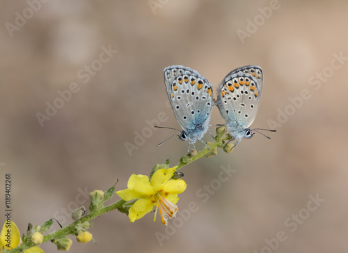 images of wild animals and insects. blue butterfly photos. photo