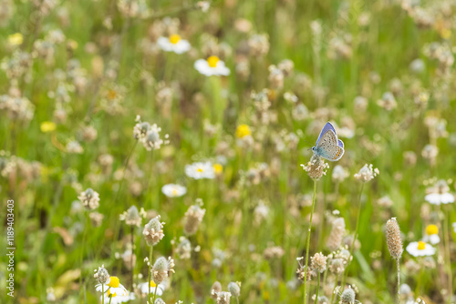 images of wild animals and insects. blue butterfly photos. photo