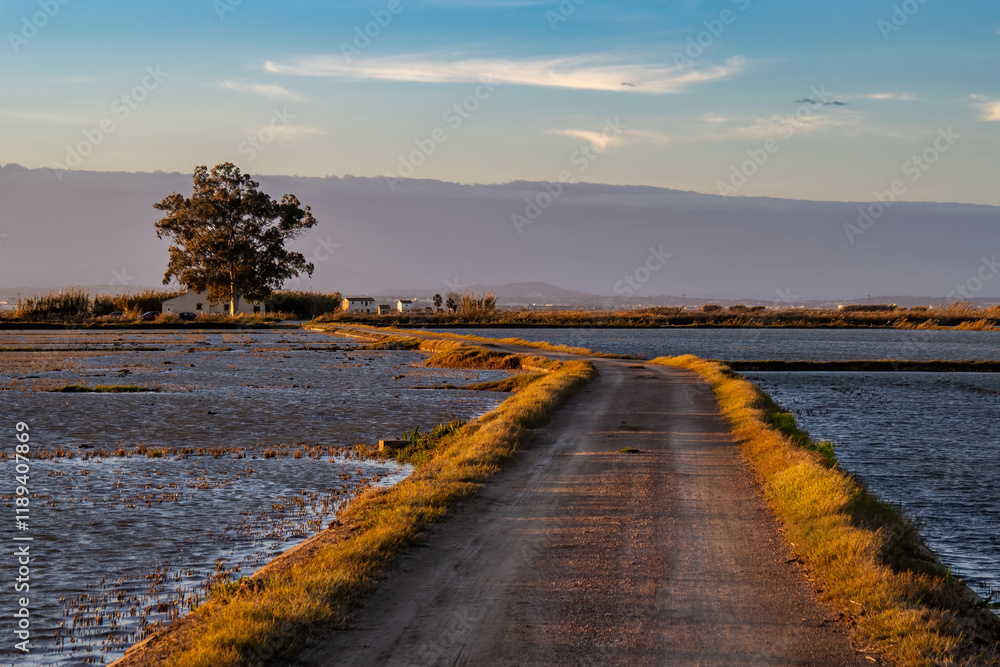 Fototapeta premium Sunset around the Albufera of Valencia (Spain)