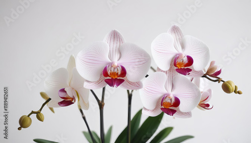 Close-up of Elegant Pink and White Spotted Orchids in Full Bloom