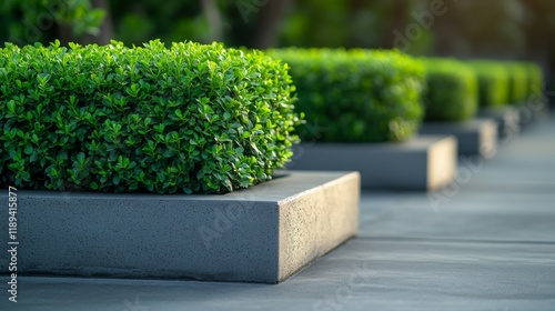 Green boxwood shrubs in modern planters enhance outdoor aesthetic in contempo...