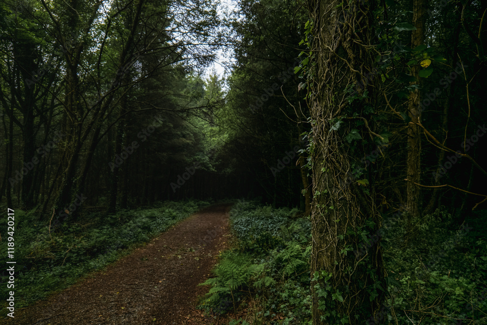 Lush green forest path winding through dense trees in a serene woodland setting. Lush green forest path winding through dense trees in a serene woodland setting.