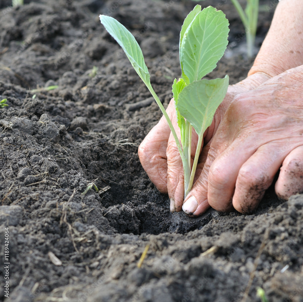 hands of senior woman planting a cabbage seedling in the vegetable garden
hands of senior woman planting a cabbage seedling in the vegetable garden