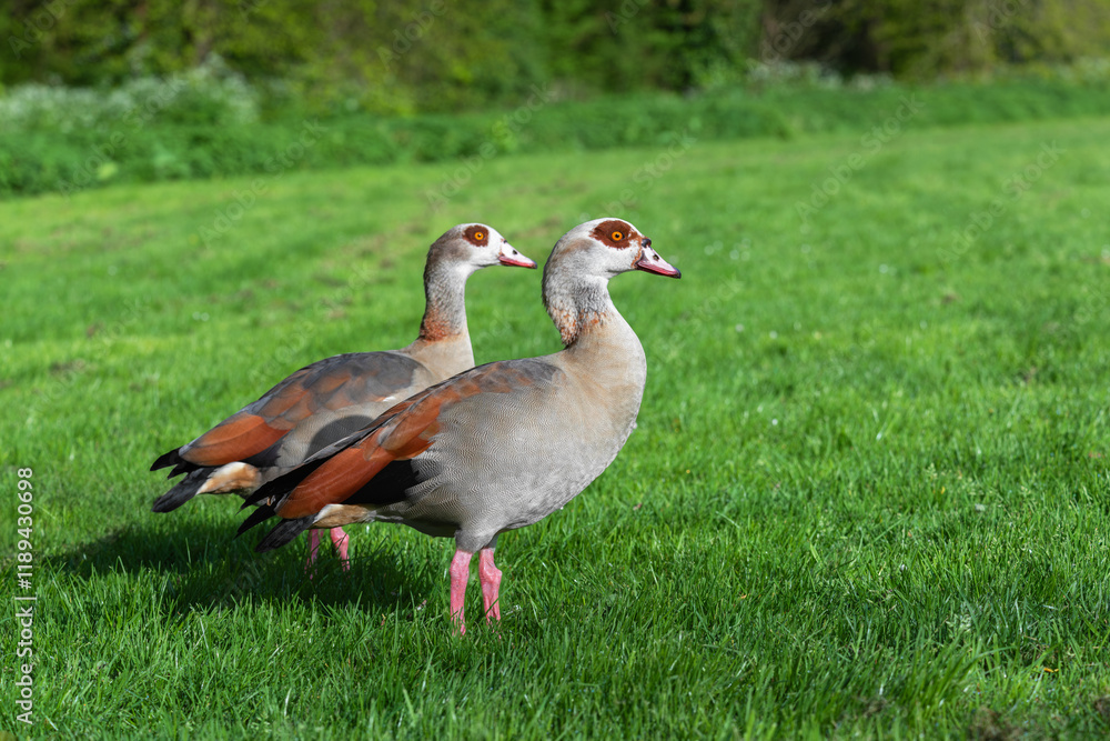 A pair of Nile or Egyptian geese (Alopochen aegyptiaca) on a green meadow in spring A pair of Nile or Egyptian geese (Alopochen aegyptiaca) on a green meadow in spring