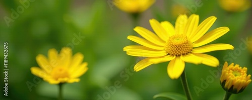 Yellow Dyer's Chamomile flowers blooming in a garden bed, greenery, yellow