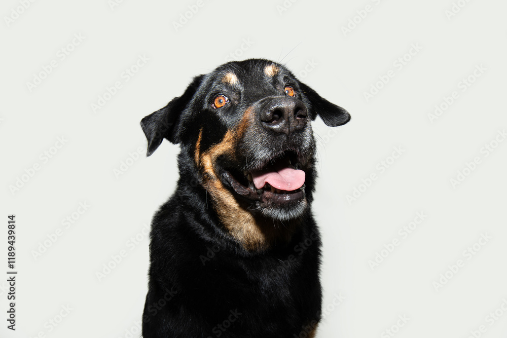 Portrait smiling rottweiler dog with happy expression face. Isolated on black backgorund Portrait smiling rottweiler dog with happy expression face. Isolated on black backgorund
