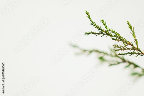 A single green branch of a plant against a plain white background, great for minimalist decor and design projects photo