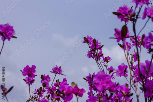 Purple rhododendron flowers on blue sky background.