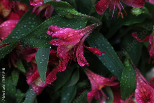 rain drops on a red flower