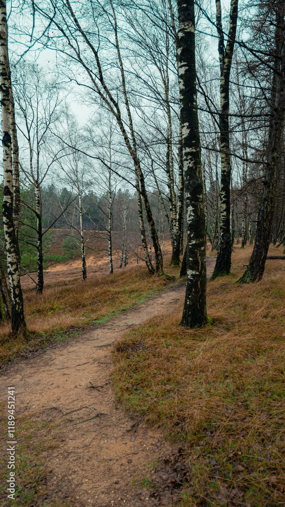 Fototapeta premium path in the woods