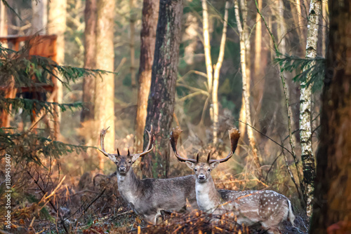 Photography deer, wild lebende tiere, natur, wald, bock, wild, geweih,damhirsch, hirsch, fal