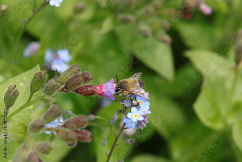 Anthophore plumeuse (Anthophora plumipes)
Anthophora plumipes on an unidentified flower or plant
 photo