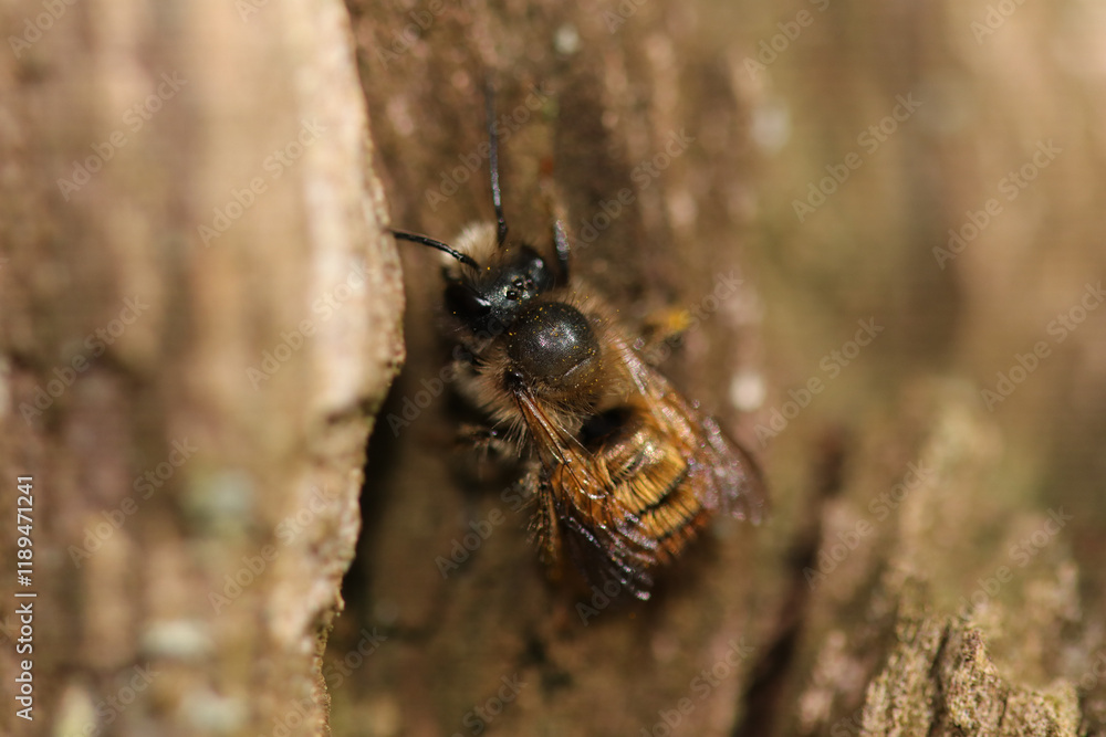 Osmie rousse commune (Osmia bicornis)
Osmia bicornis in its natural element
Osmie rousse commune (Osmia bicornis)
Osmia bicornis in its natural element
