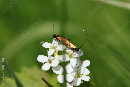 Cauchas rufimitrella
Cauchas rufimitrella in its natural element
 photo