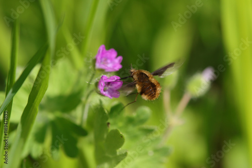 Bombyle (Bombylius major)
Bombylius major in its natural element
 photo