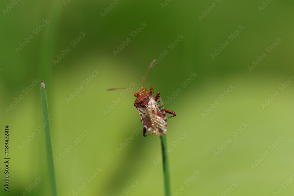 Fototapeta premium Rhopale commun (Rhopalus subrufus) Rhopalus subrufus in its natural element 