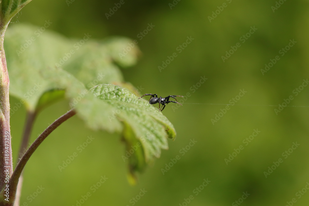 Heliophanus sp.
Heliophanus sp. in its natural element
Heliophanus sp.
Heliophanus sp. in its natural element