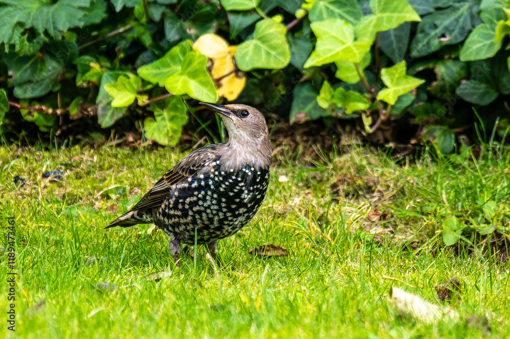 The common starling, Sturnus vulgaris also known as the European starling walking on green grass The common starling, Sturnus vulgaris also known as the European starling walking on green grass