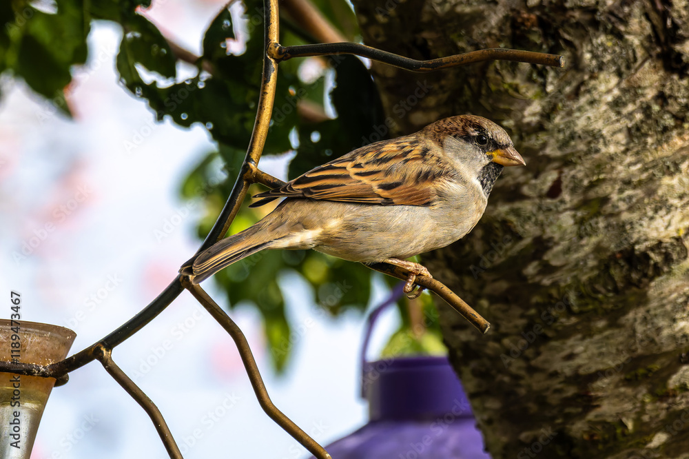 Fototapeta premium House sparrow bird, Passer domesticus perched on bird feeder containing birdseed.