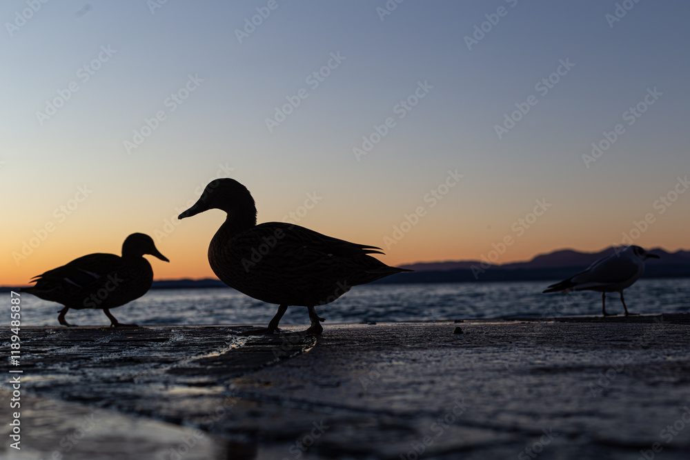Evening calm at Lake Garda, seagulls standing and flying at sunset, as the pier and water mirror the warm, fading light.