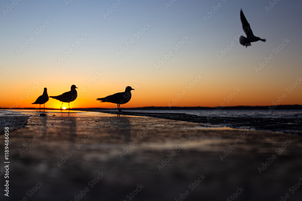 The charm of Lazise on Lake Garda at sunset, as seagulls dot the scene and light dances on the tranquil surface of the lake.