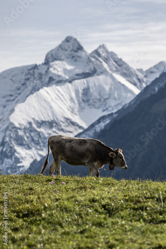 Braunvieh Oberstdorf Allgäu