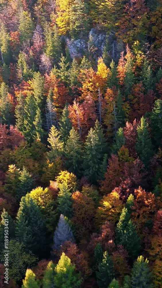 vertical aerial view of colorful autumn trees vertical aerial view of colorful autumn trees