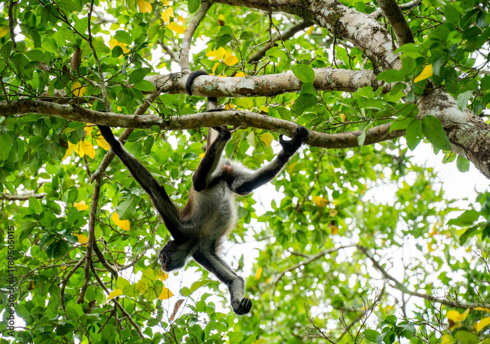 Naklejka premium Spider monkey on the tree with green leaves in the forests of Mexico