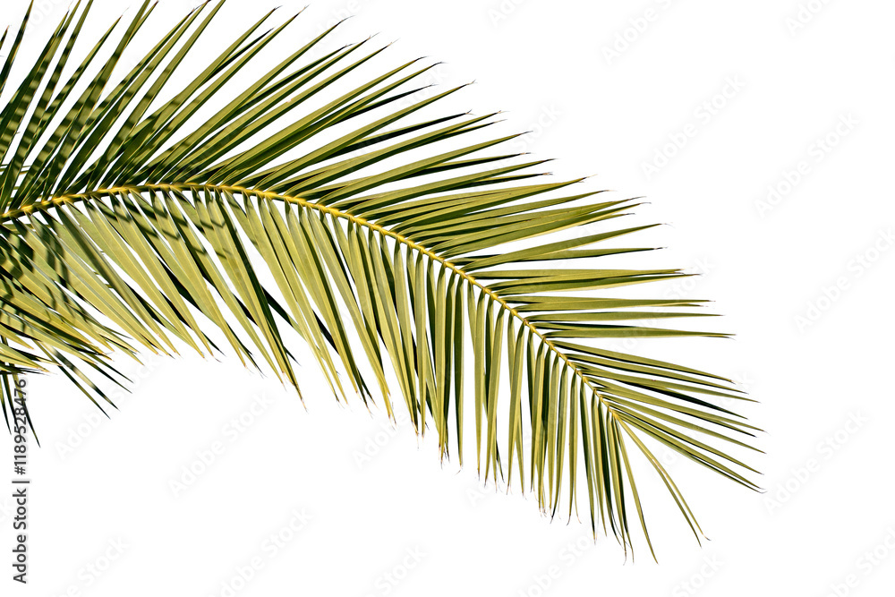 Fototapeta premium The leaf of the Canary Island date palm (Phoenix canariensis) is pinnate, arching, and feathery, providing dense, lush green foliage. Isolated on white background for design works.