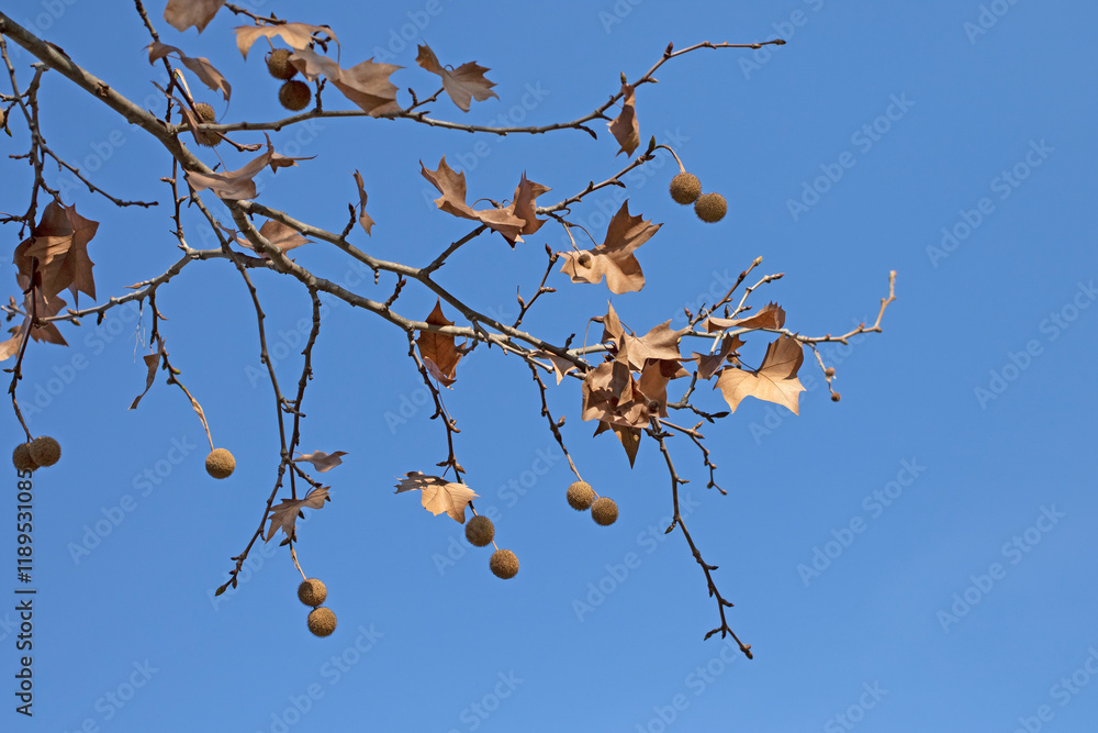 Branch of the London planetree (Platanus × hispanica) in a city park in winter as a nature design background Branch of the London planetree (Platanus × hispanica) in a city park in winter as a nature design background