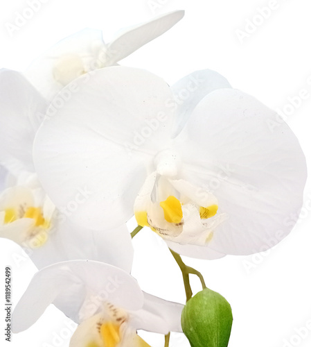 White orchid in a pot on the windowsill, close-up