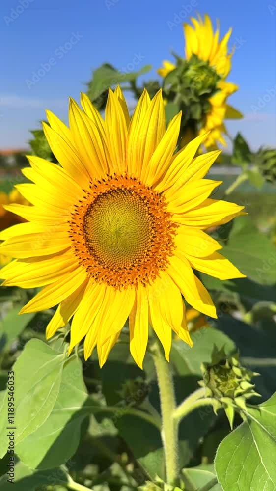 Vertical screen :Sunflower blooms flourish in vibrant biofarm, sustaining thriving ecosystem. Yellow sunflower petals reflect harmony within biofarm environment, supporting balanced ecosystem life. Vertical screen :Sunflower blooms flourish in vibrant biofarm, sustaining thriving ecosystem. Yellow sunflower petals reflect harmony within biofarm environment, supporting balanced ecosystem life.
