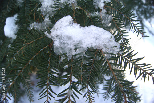 Snow on conifer tree