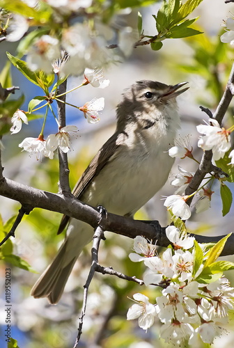 warbling vireo photo