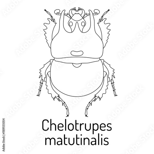 Black and white illustration of a beetle "Chelotrupes matutinalis" with its name written below. Scientific insect drawing suitable for educational materials, entomology studies, or design projects.