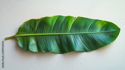 Large green tropical leaf placed on a light background for aesthetic nature d...