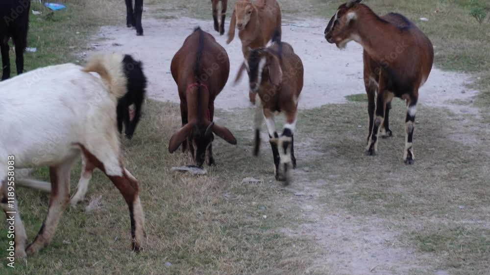 Beetal goat, Black Bengal goat, Damascus goat, Anglo-Nubian goat, Boer goat, Kamori
Goat breed are moving on the road Beetal goat, Black Bengal goat, Damascus goat, Anglo-Nubian goat, Boer goat, Kamori
Goat breed are moving on the road