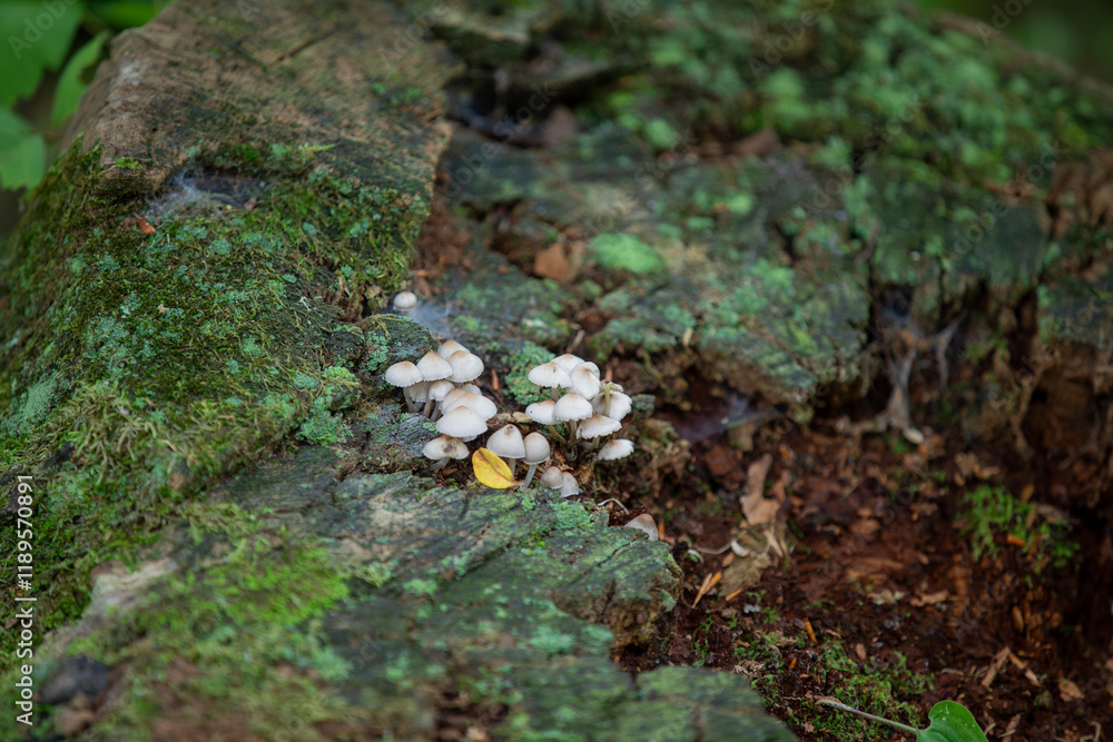 Mushrooms found alongside a hiking trail in Southern Ontario. Mushrooms found alongside a hiking trail in Southern Ontario.