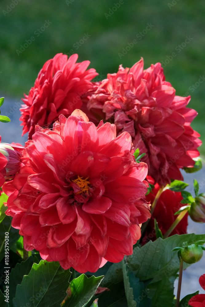 red dahlia flower